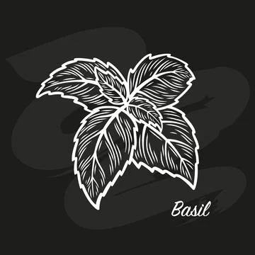 A branch of basil on a black background Stock Illustration