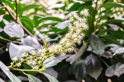 Branch of bay laurel in bloom in spring Stock Photos