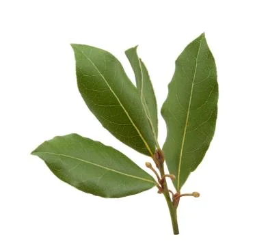 Branch of bay leaf Stock Photos