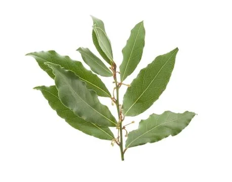 Branch of bay leaf Stock-Fotos