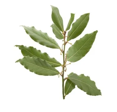 Branch of bay leaf Stock Photos