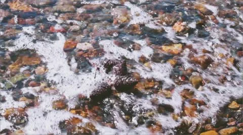 Branch on a beach of the Egean Sea Stock Footage 68755548