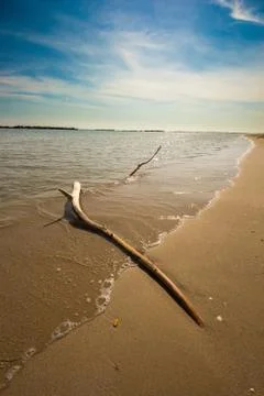 A branch on the beach Foto stock