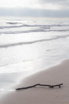 Branch on Beach Stock Photos