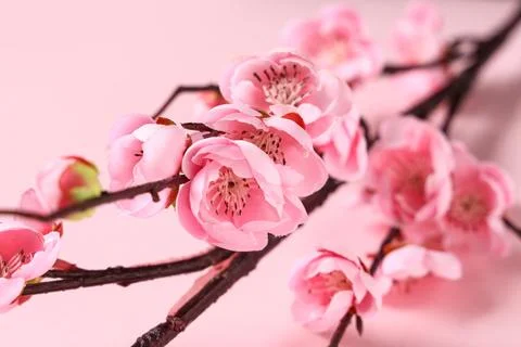 Branch of beautiful artificial cherry blossom on pink background Stock Photos
