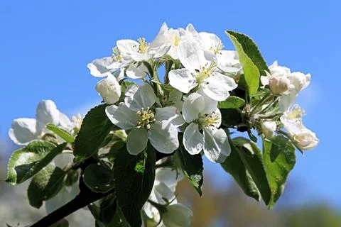 A branch of a beautiful blooming spring apple tree Stock Photos