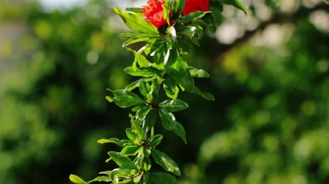 Branch of the beautiful green tree with red flowers Video stock 64364041