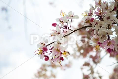 Branch of beautiful pink flower Stock Photos