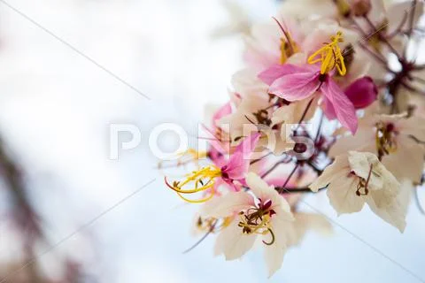 Branch of beautiful pink flower Stock Photos