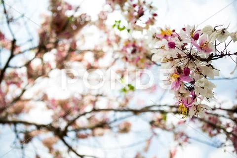 Branch of beautiful pink flower Stock Photos