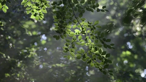 Branch with beech leaves in a misty forest with sun beams Stock Footage 158488746