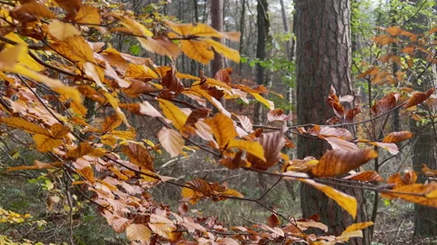 A branch of a beech tree in a forest at fall. Stock Footage 219437795