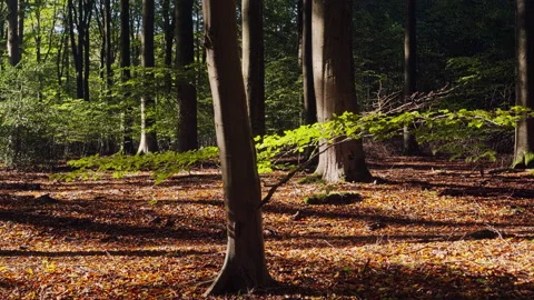 Branch of a beech tree with green leaves hit by the sun Stock Footage 209153484