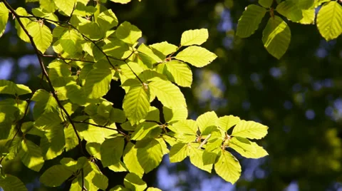 Branch of beech tree with leaves Stock Footage 33909946