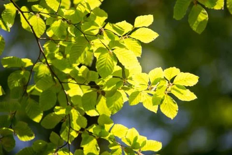 Branch of beech tree with leaves Foto stock