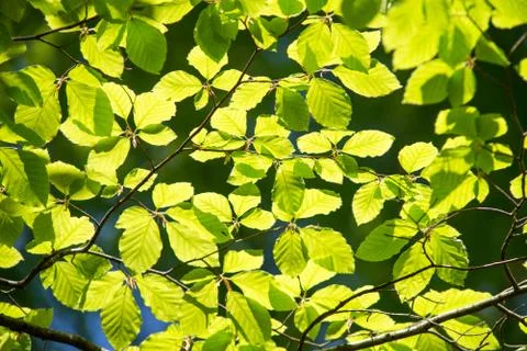 Branch of beech tree with leaves Foto stock