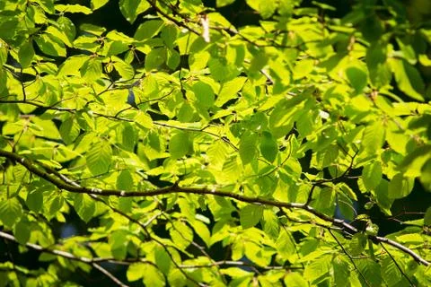Branch of beech tree with leaves Stock Photos