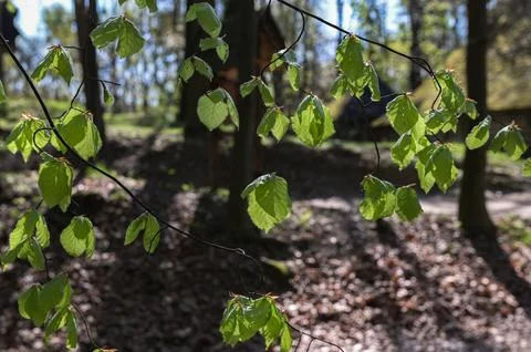 Branch of beech tree with leaves. Stock Photos