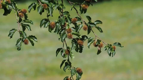 Branch of beech tree with nuts and green leaves, Fagus sylvatica Stock Footage 278917443
