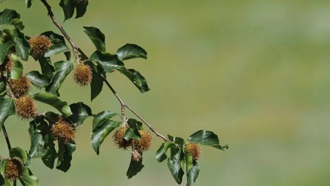 Branch of beech tree with nuts and green leaves, Fagus sylvatica Stock Footage 280663791