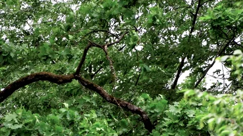 Branch bending on the wind Video stock 88972673