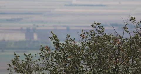 Branch is bent by the wind Stock Footage 115681957