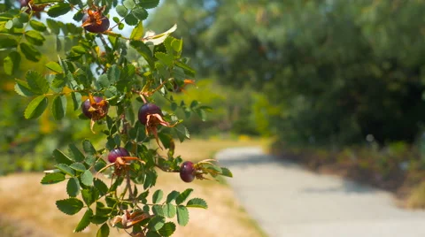 Branch with berries close-up in the park with blur trail background Stock Footage 63389149