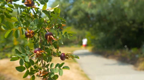 Branch with berries close-up in park with blur background man walking on camera Stock Footage 63389488