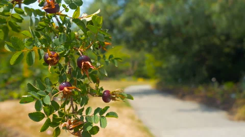 Branch with berries close-up in park with man walking blur background Stock Footage 63389579