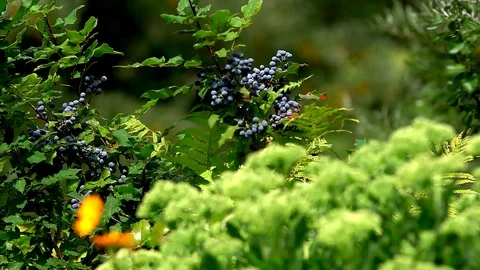 Branch with berries Stock Footage 97960058