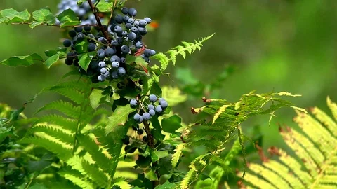 Branch with berries Stock Footage 97960063