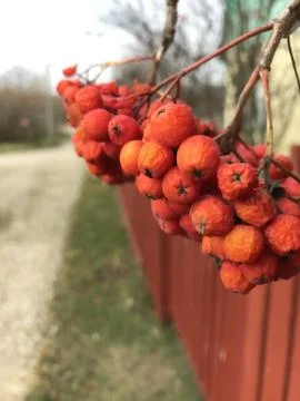 Branch of berries mountain ash grows on a tree.Autumn photo close up Stock Photos