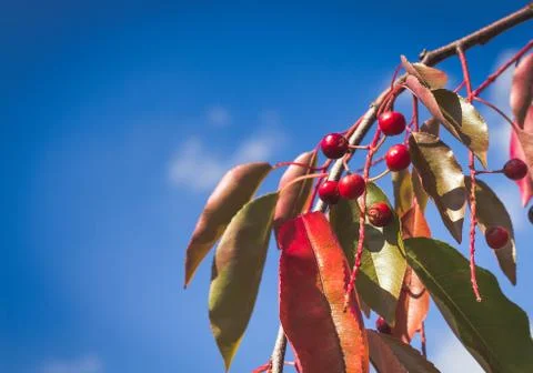 Branch with berries Stock Photos