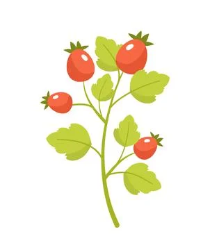 Branch with berries vector concept Stock Illustration