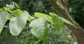 Branch with big green leaves hanging in foreground moving by wind 4k or 4k+ Resolution