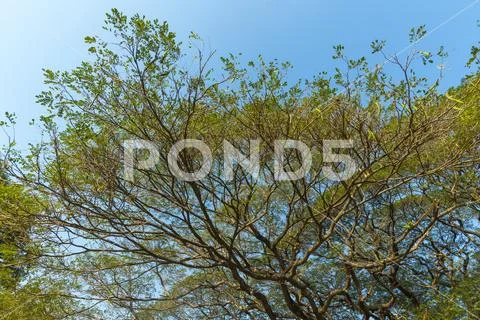 Branch of big tree Stock Photos