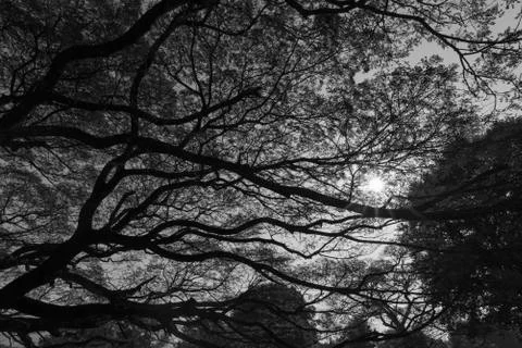 Branch of big tree Stock Photos