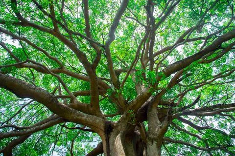The branch of big tree Stock Photos