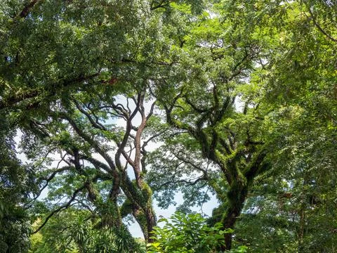 Branch of big tree Photos
