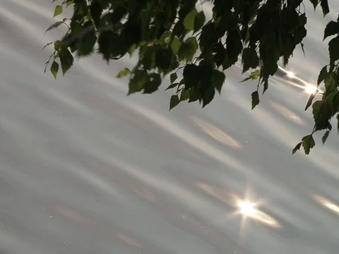 The branch of birch above the wave Stock Footage 91696559