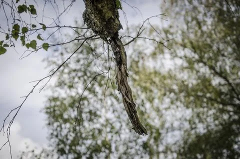 A branch of a birch on the background of the forest. Stock Photos