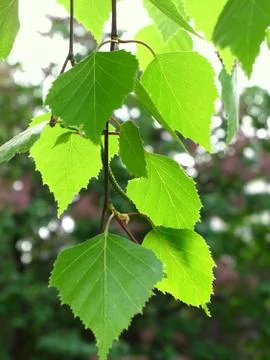 Branch of a birch Foto stock