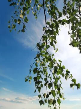 Branch of a birch Stock Photos