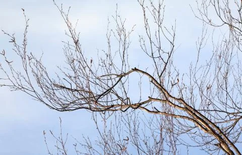 Branch of birch Stock Photos