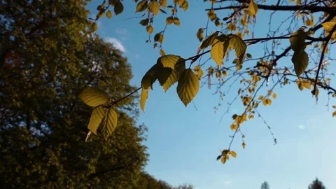 A branch of a birch in the spring Stock Footage 76000389