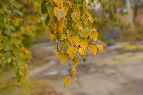 Branch of birch tree close-up at fall season Foto stock