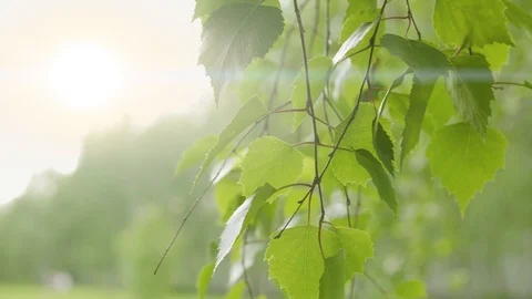 A branch of a birch tree close-up in summer forest Stock Footage 91261955