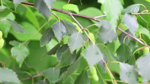 Branch of birch tree Stock Footage 24723203