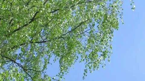 Branch of birch tree with young green leaves Stock Footage 24693481
