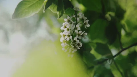 Branch with bird cherry blossoms. Spring nature background. Stock Footage 336365428